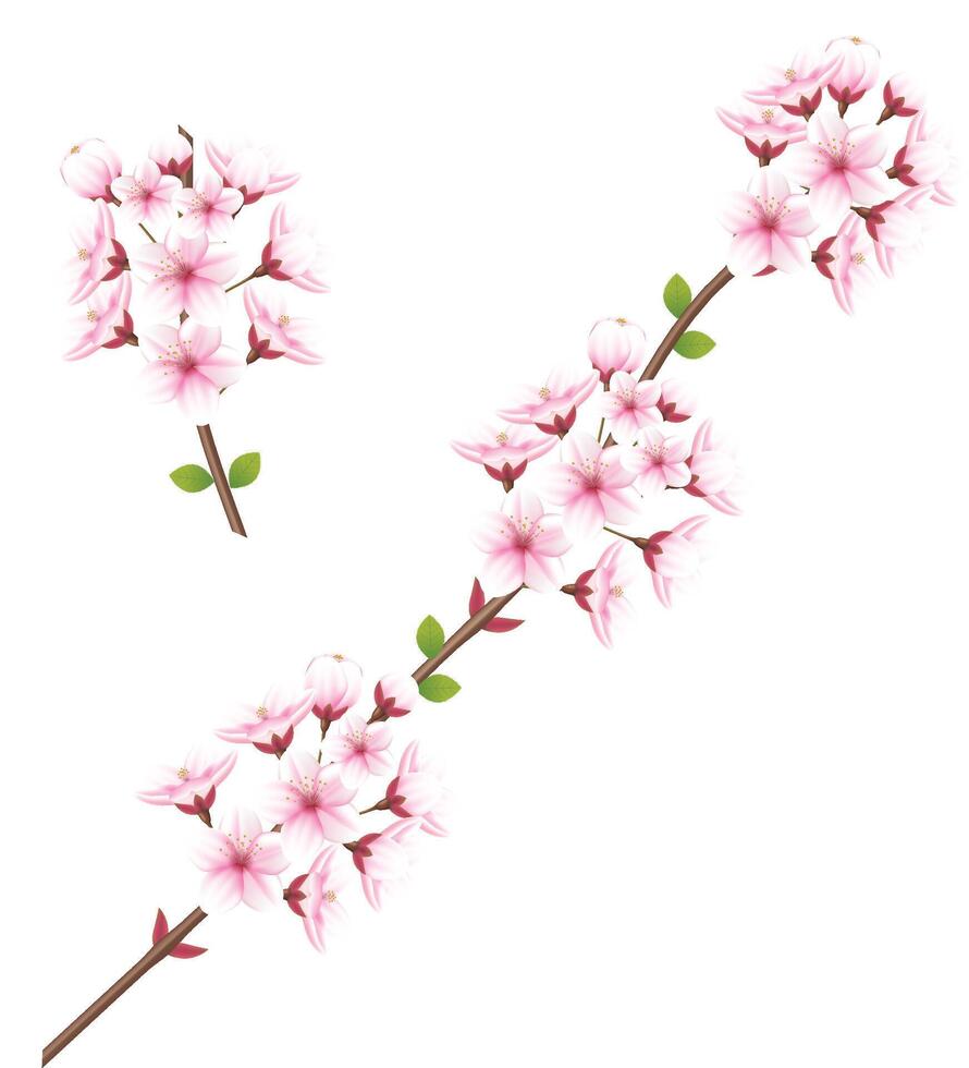 Set of cherry blossom flowers isolated on white background vector