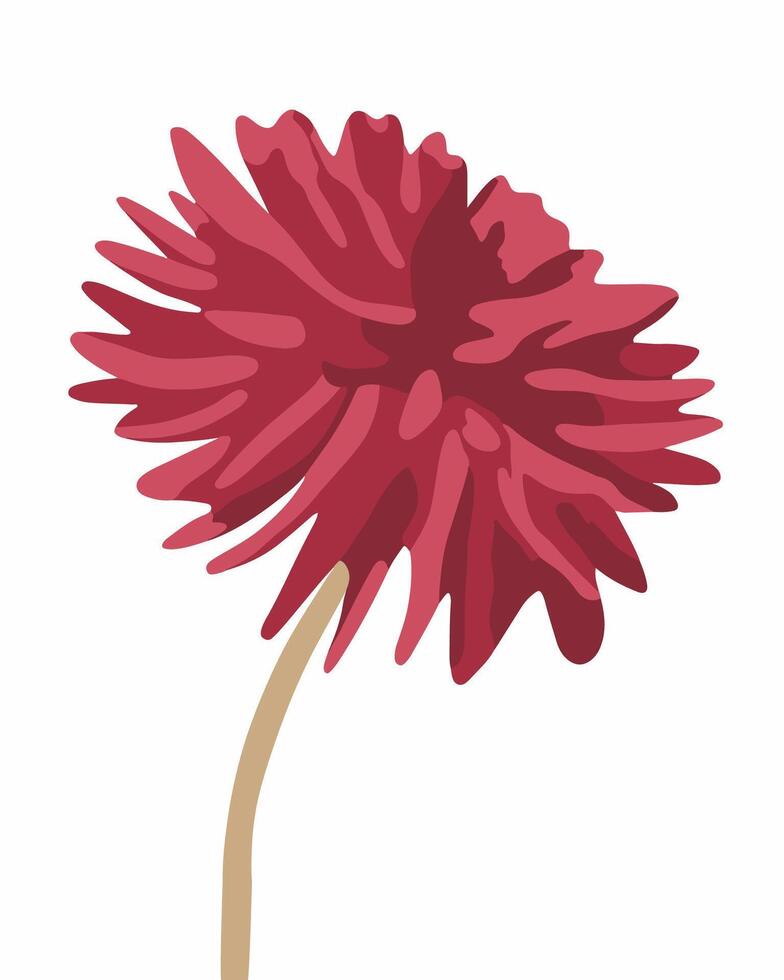 Dahlia flower on a white background. vector