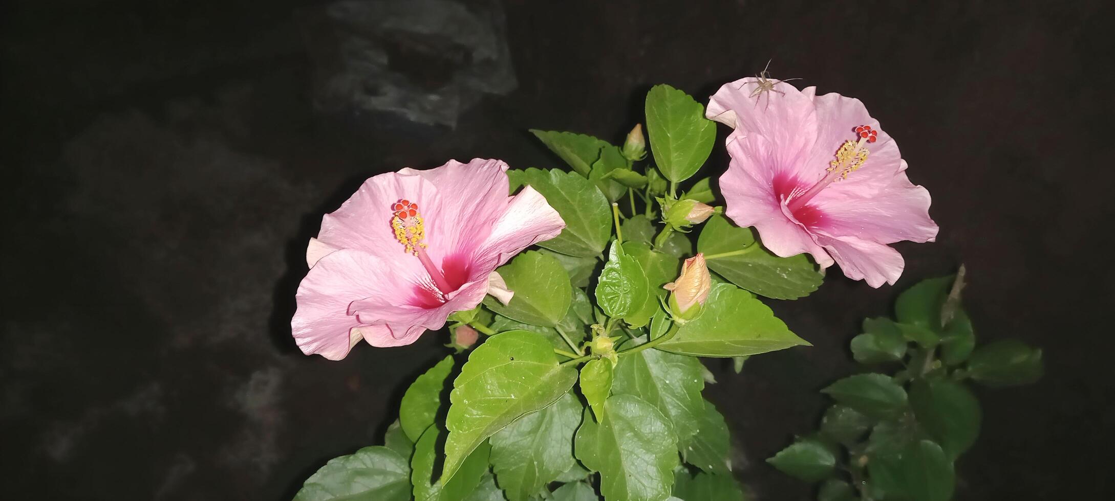 cautivador hibisco rosado flor fotografía foto