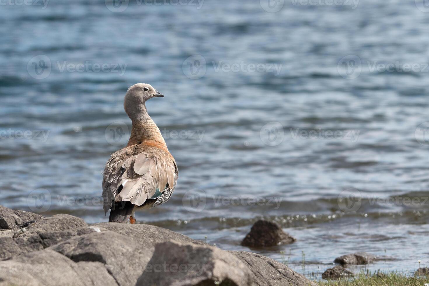 Cauquen on the shore photo