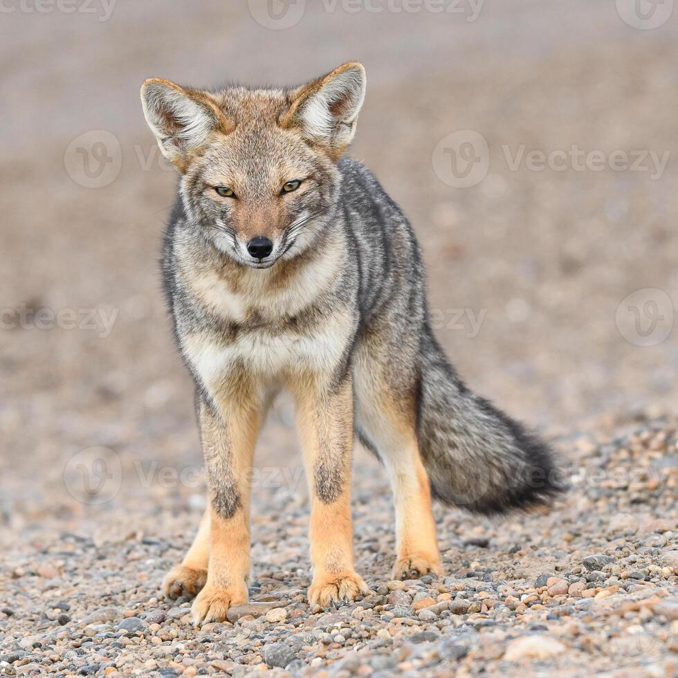 fox in the cost photo