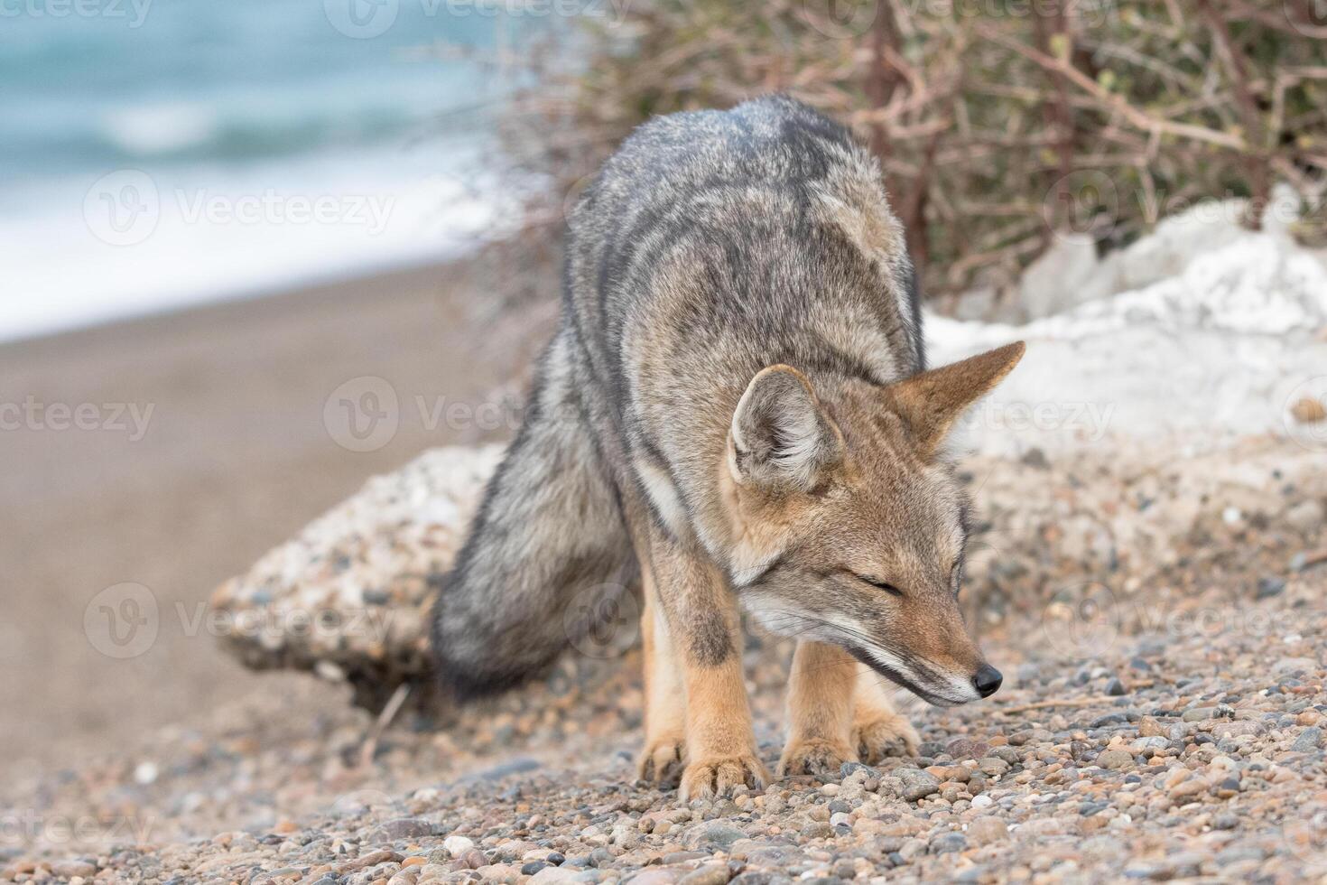fox in the cost photo