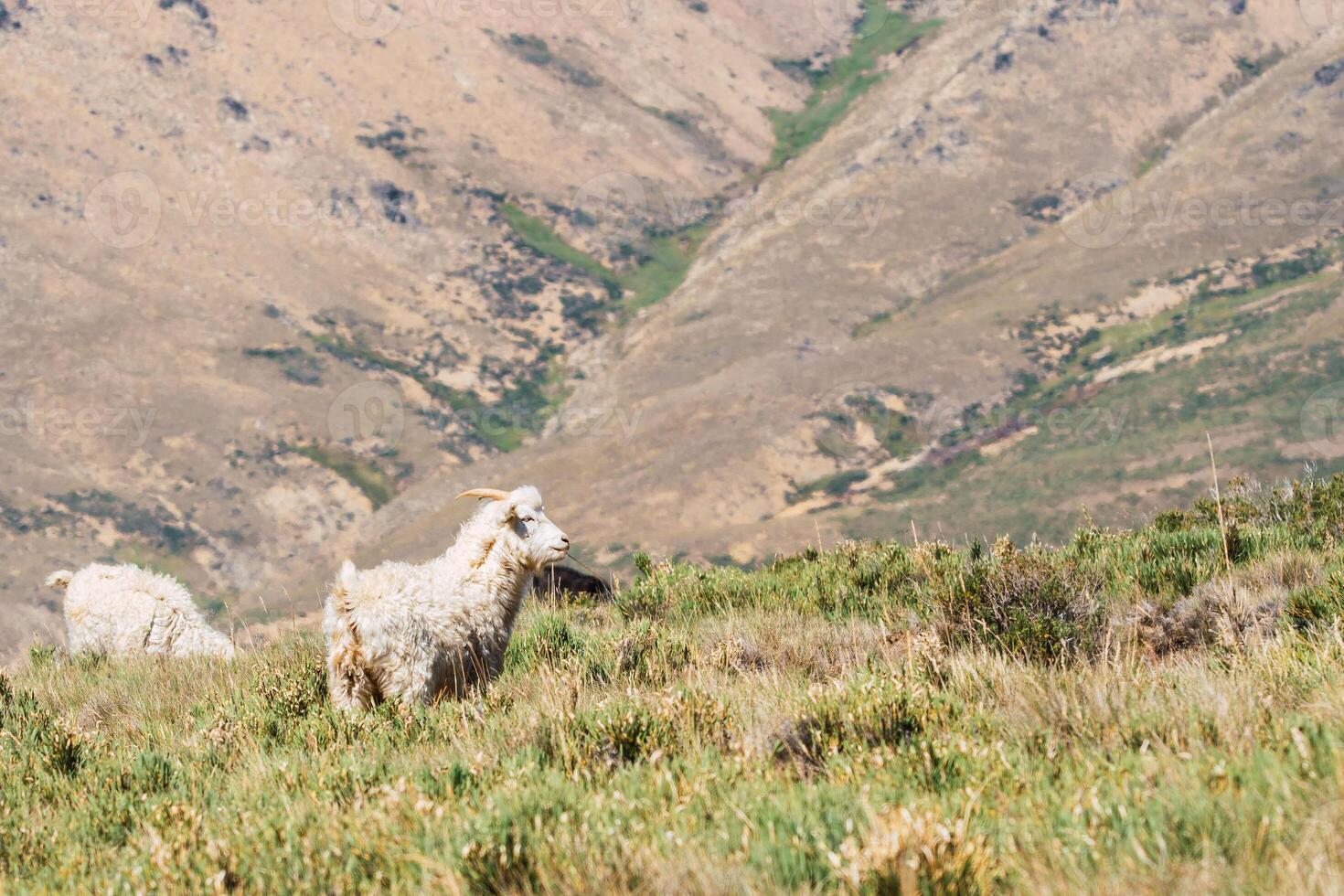 goats in the mountains photo