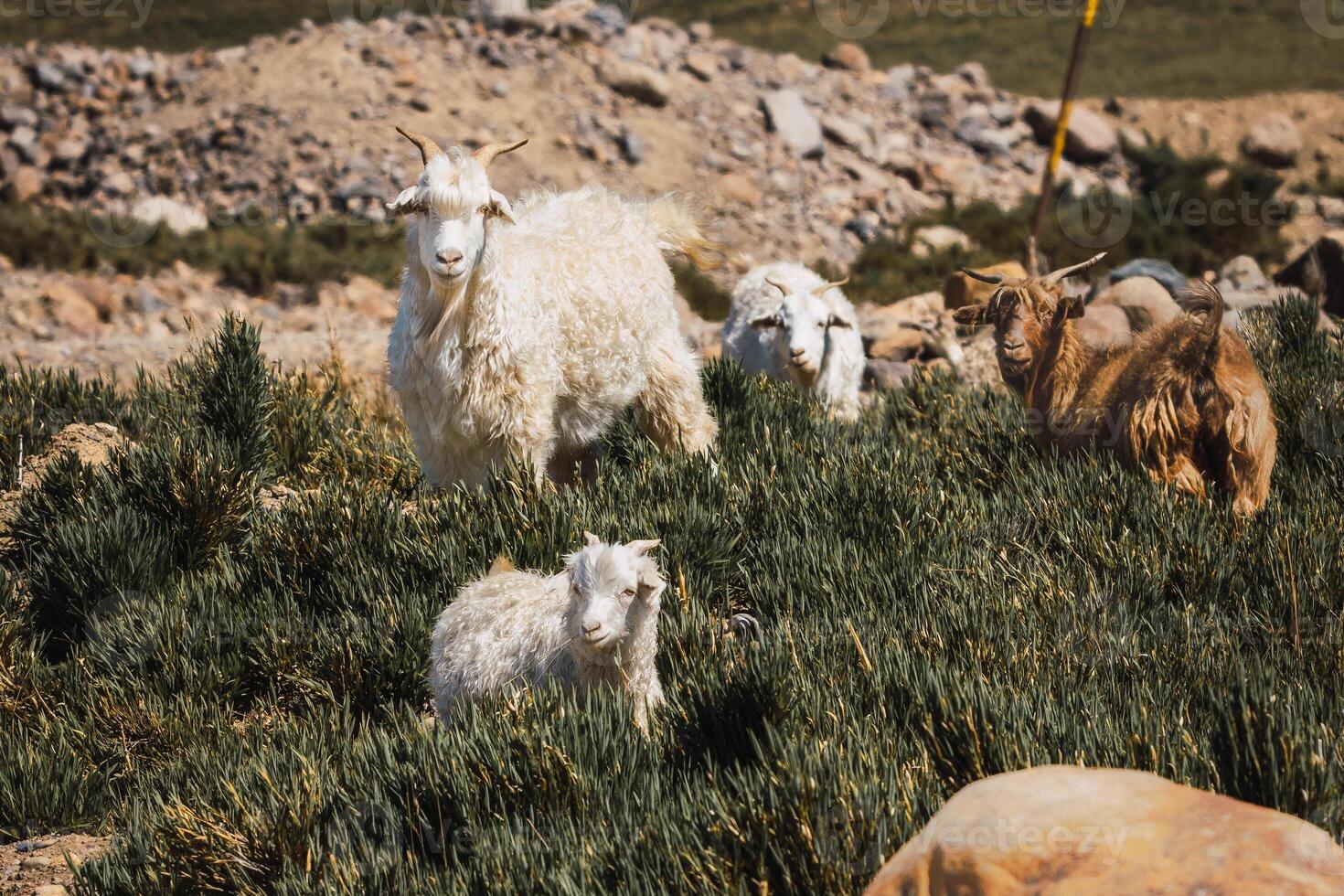 goats curiosity looking photo