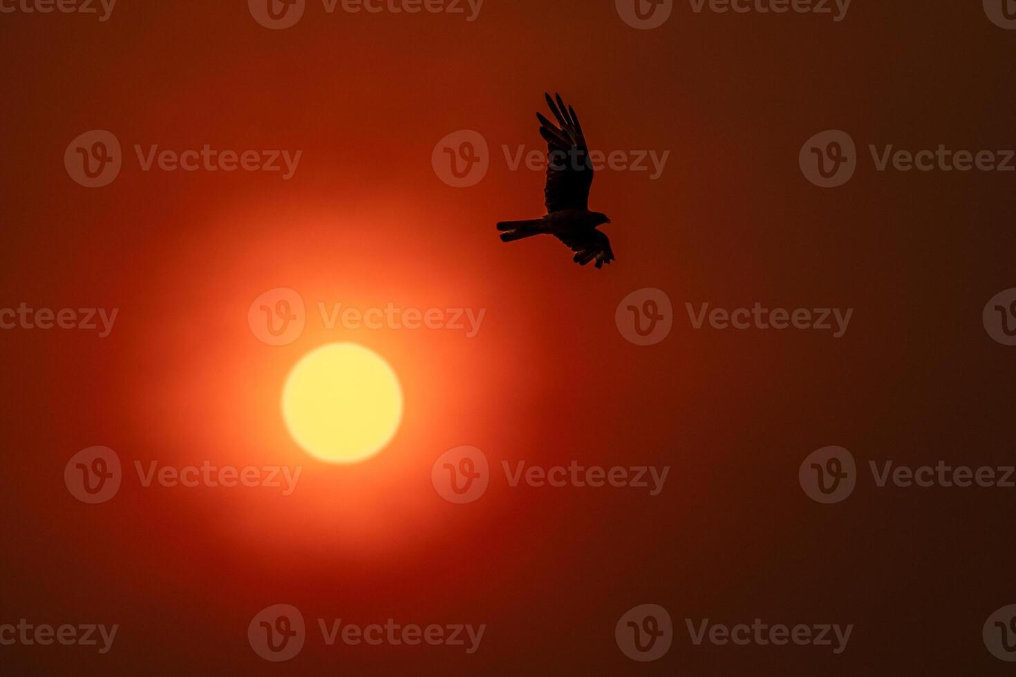 Sun fire whit bird silhouette photo