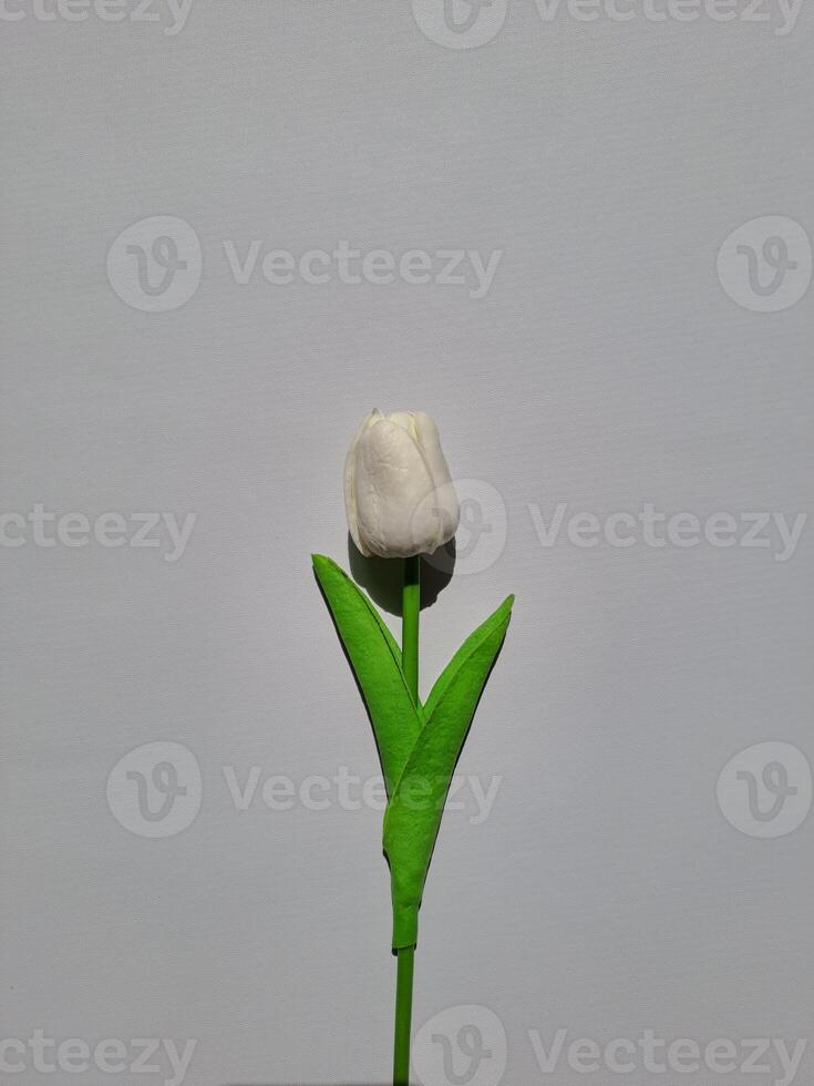 A White Flower photo