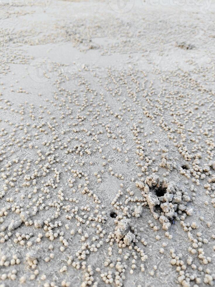 crab holes on beach in sunshine day photo