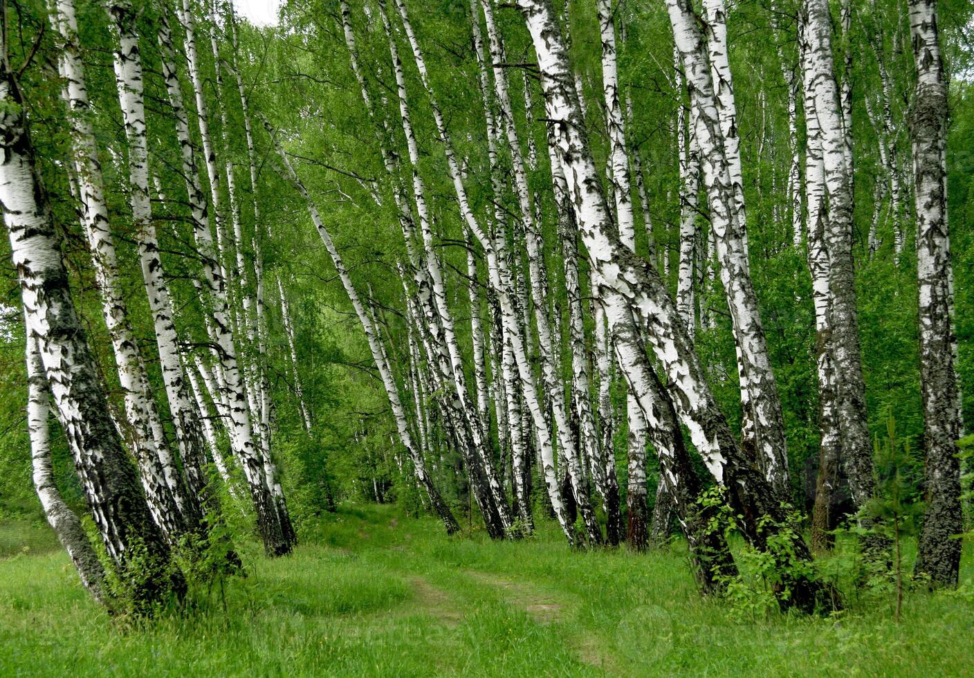 Beautiful birch forest landscape photo