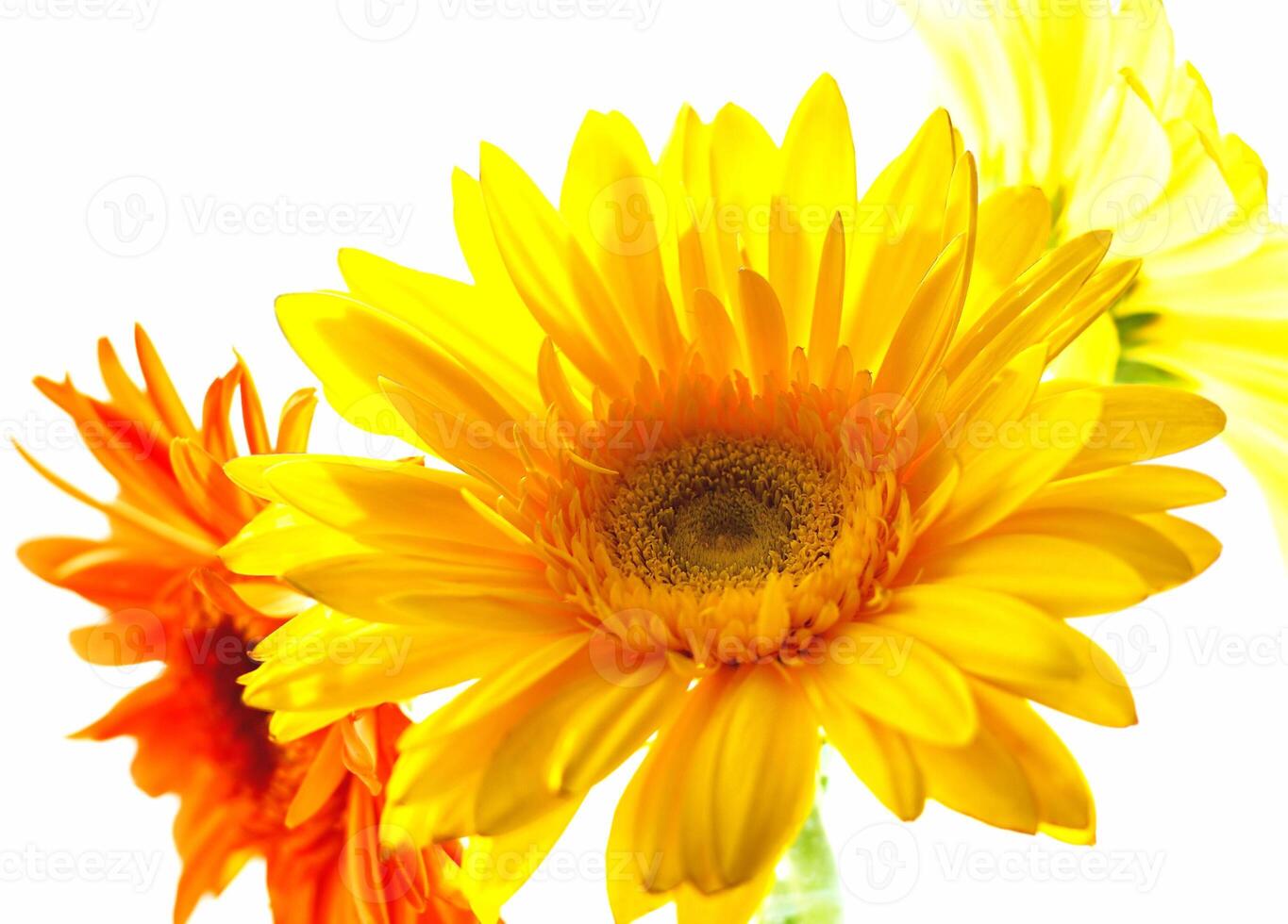 Close-up of gerber flowers on white background photo