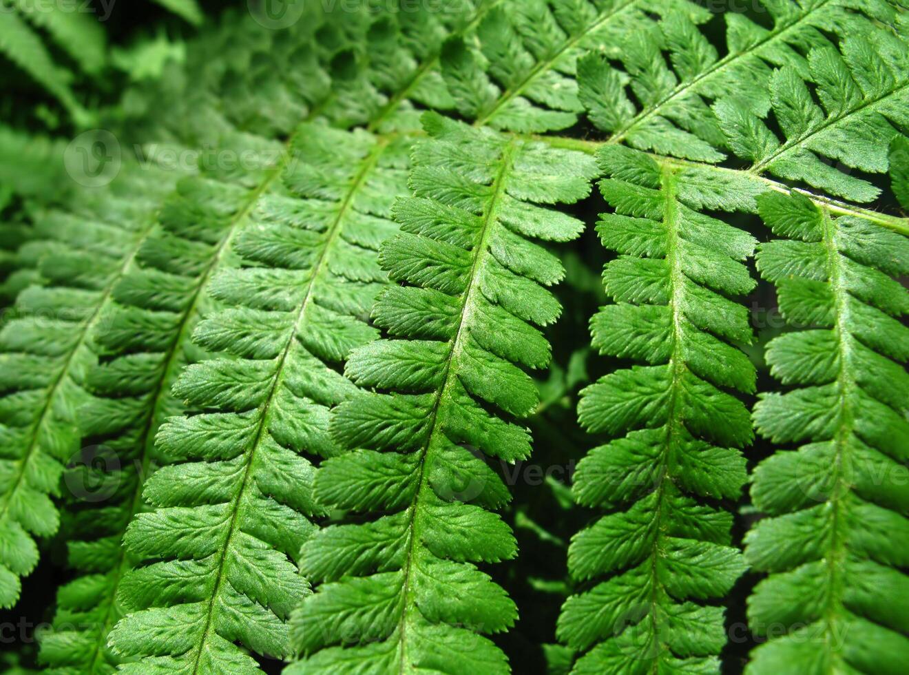Green fern leafs natural background photo