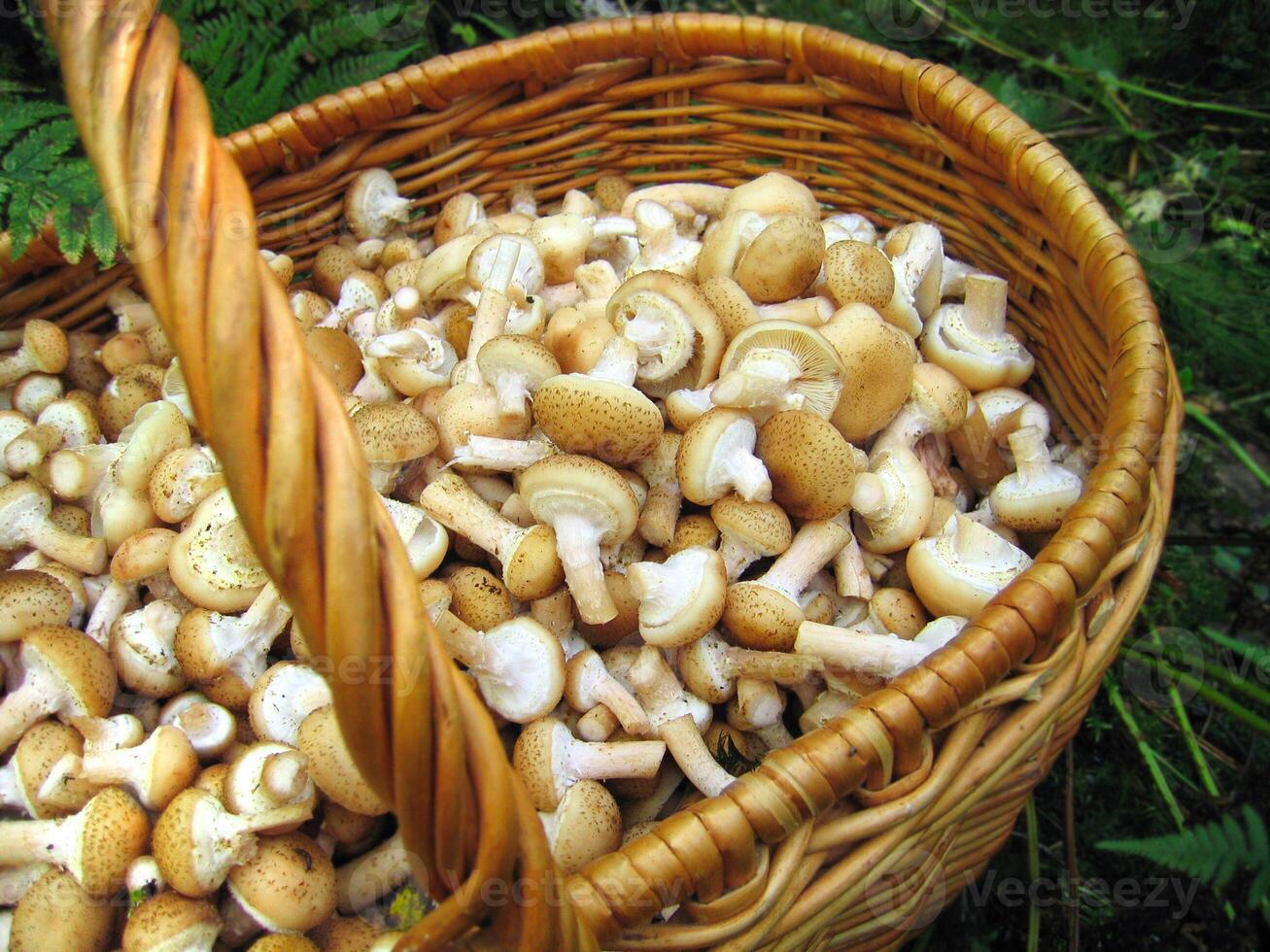 Eatable mushrooms in the big basket photo