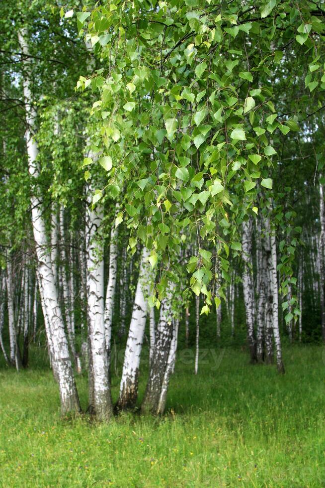 Birch trees with young foliage in forest photo