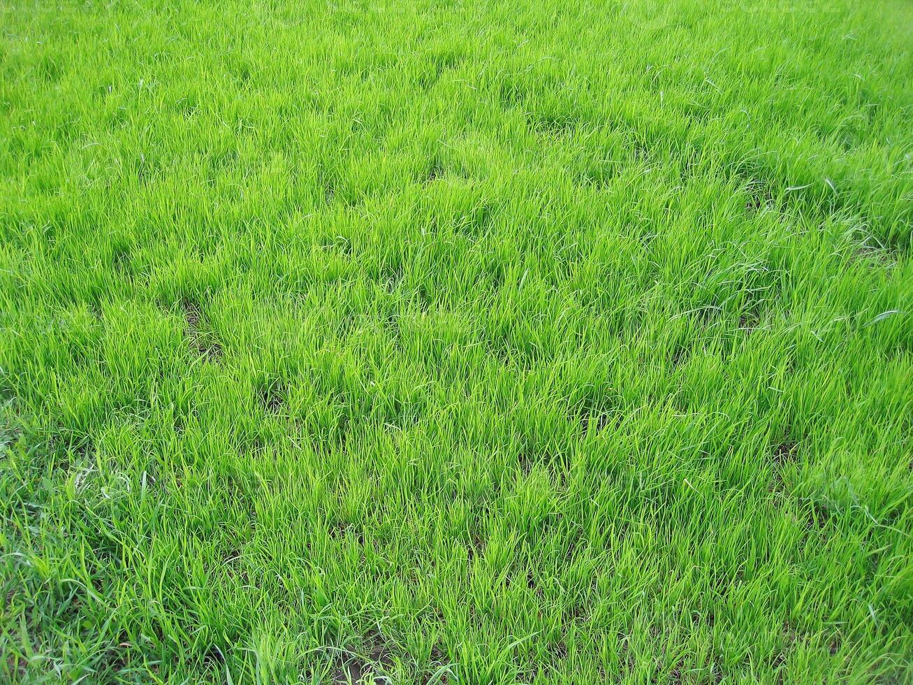 Green grass lawn background photo