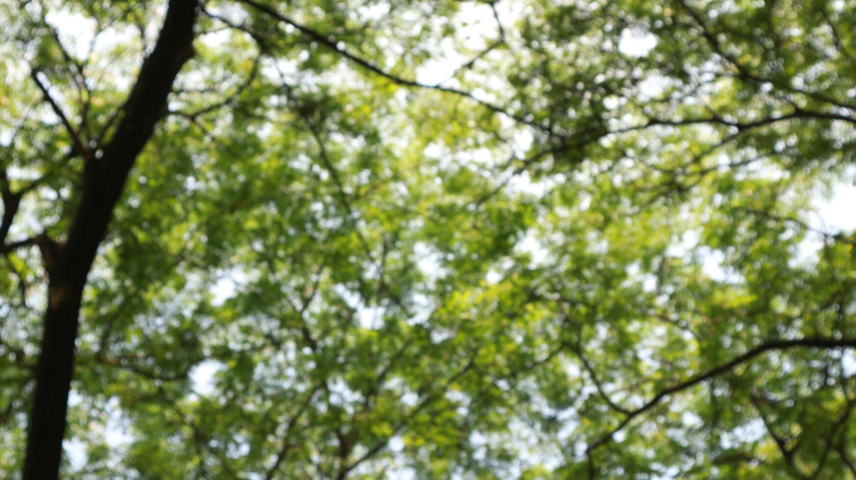 a tree that has lots of twigs and green leaves in the morning photo