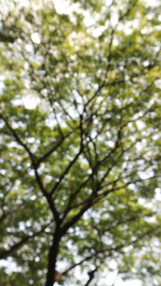 a tree that has lots of twigs and green leaves in the morning photo