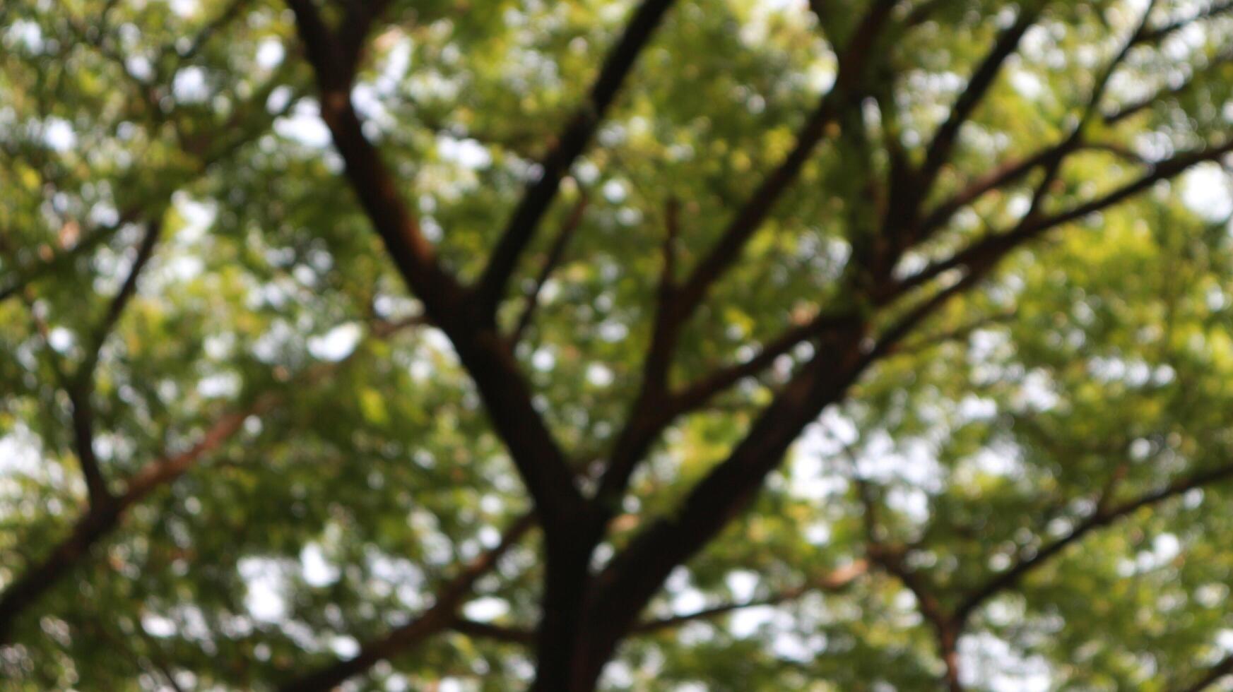 un árbol ese tiene un montón de leña menuda y verde hojas en el Mañana foto