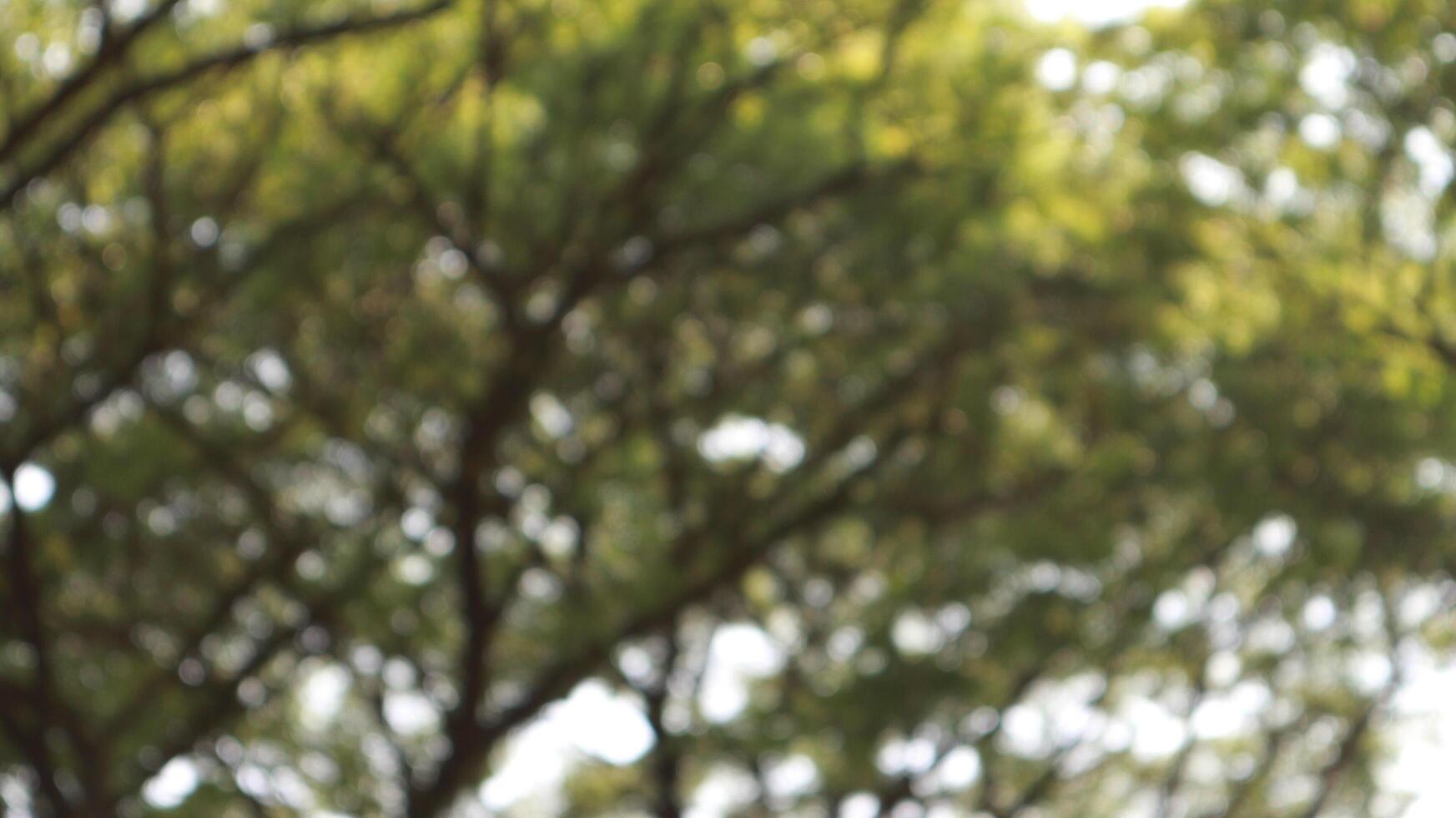 desenfocado borroso de un árbol ese tiene un montón de leña menuda y hojas foto