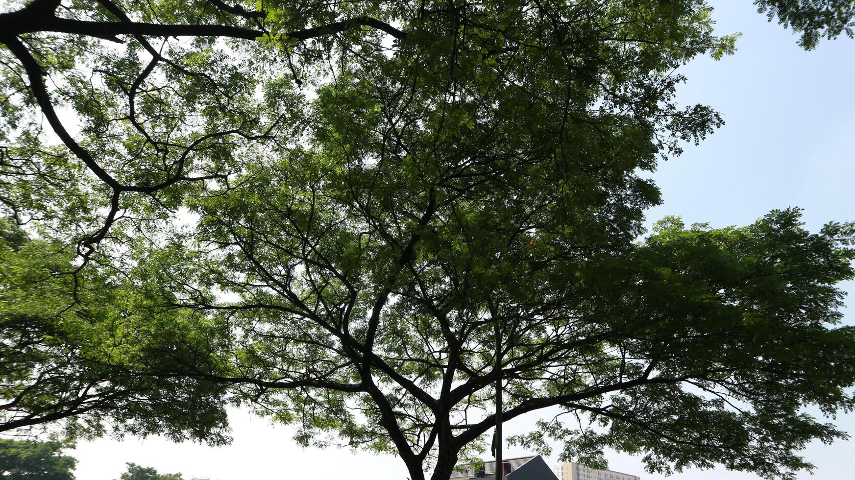 a tree that has lots of twigs and green leaves in the morning photo