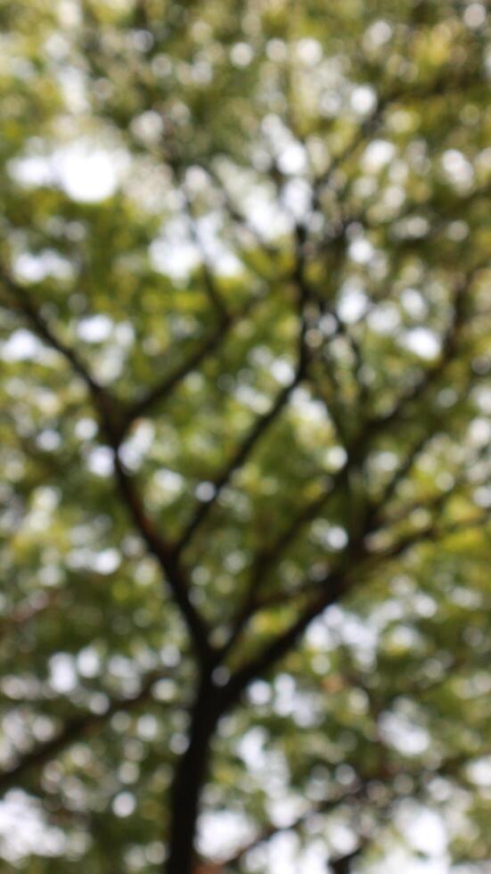 defocused blurred of a tree that has lots of twigs and leaves photo