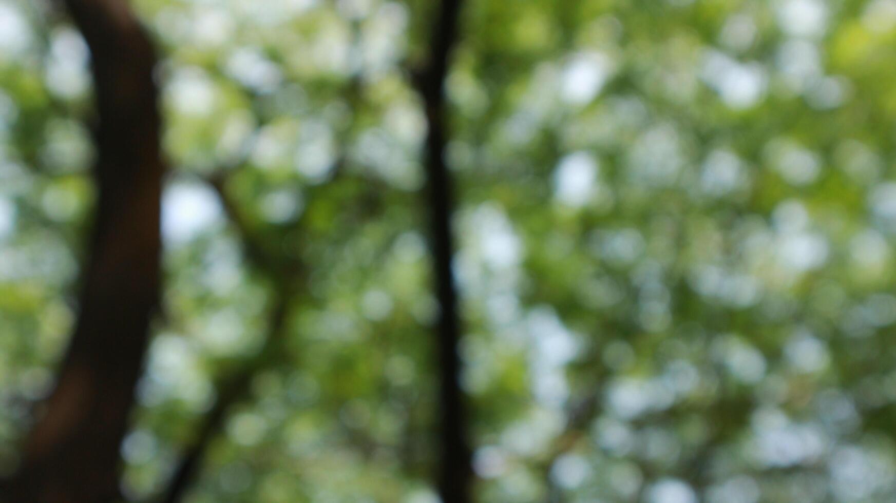 defocused blurred of a tree that has lots of twigs and leaves photo