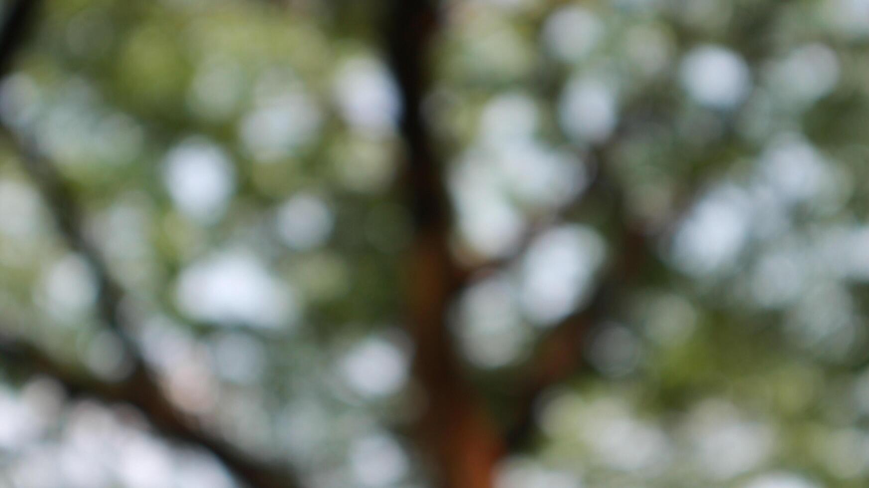 defocused blurred of a tree that has lots of twigs and leaves photo