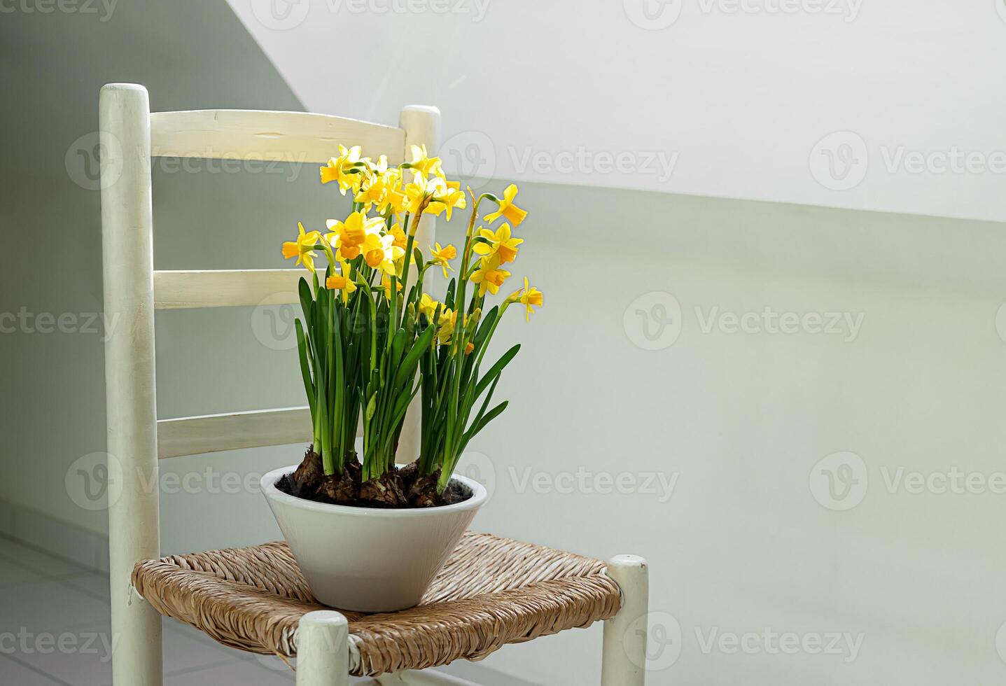 A flowerpot with daffodils on a white chair photo