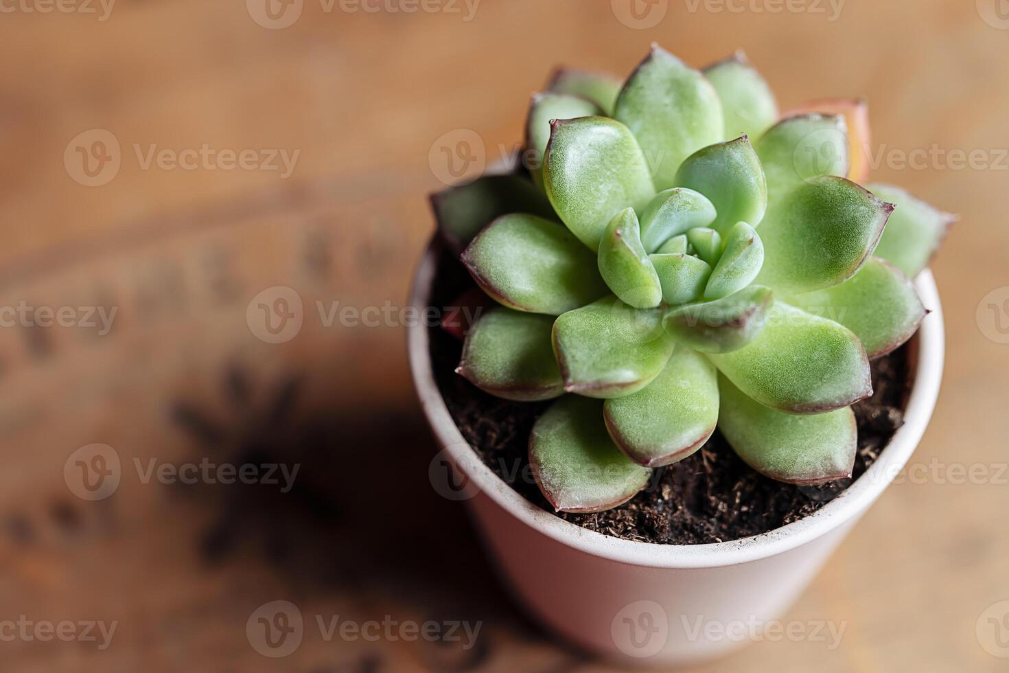 echeveria hogar planta en un de madera mesa foto