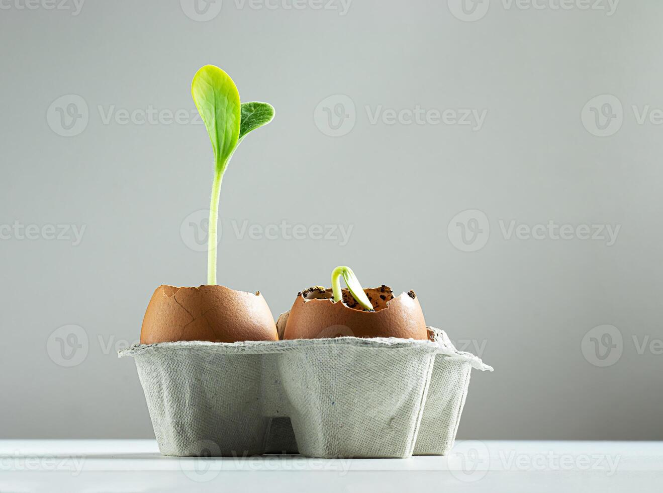 Zucchini sprouts in egg shells photo