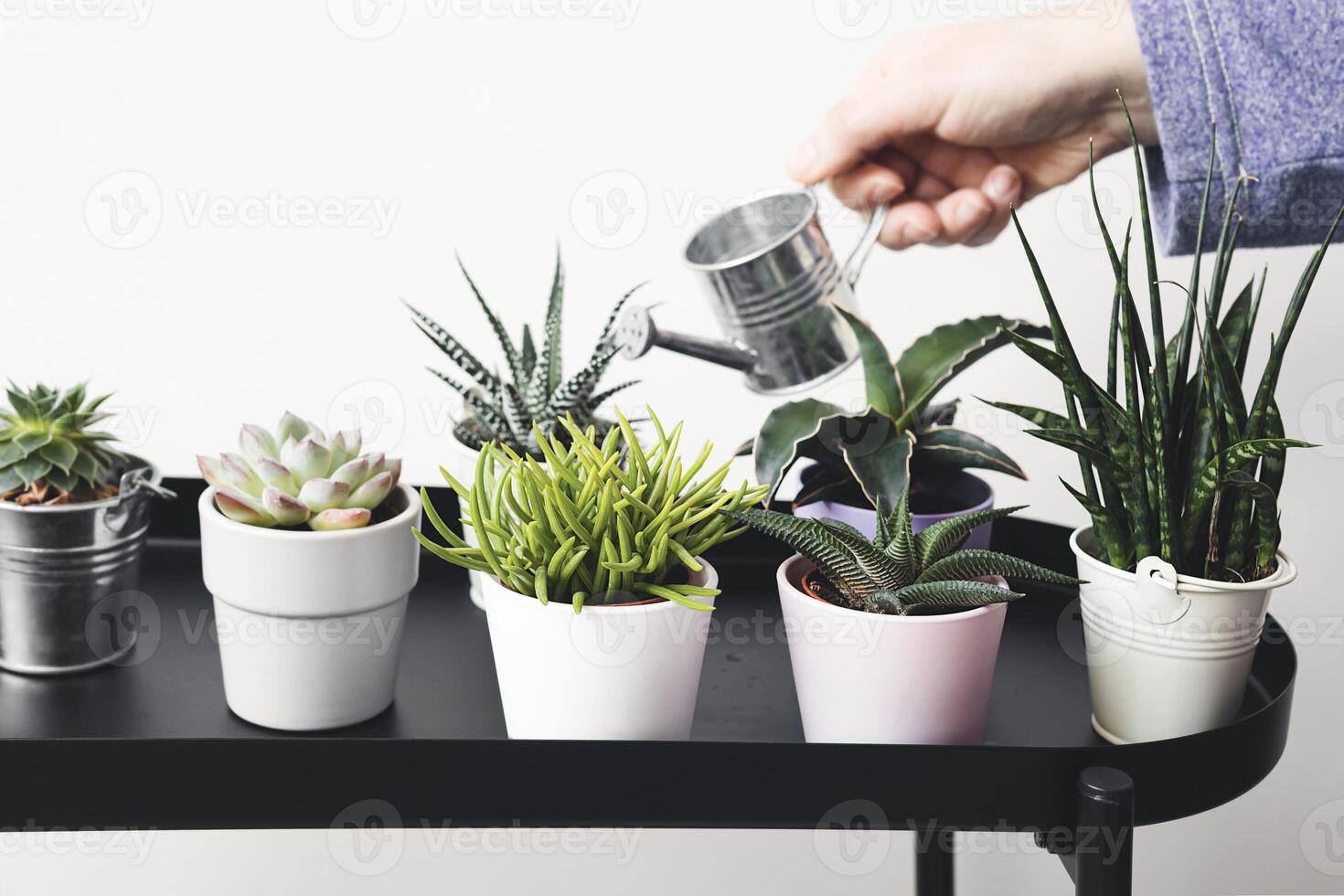A hand of a woman watering succulents photo