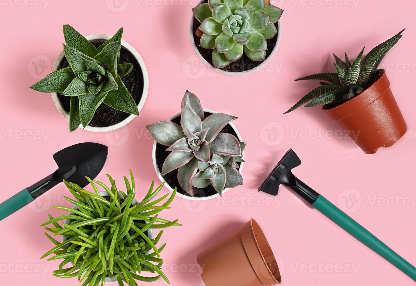 Succulent home plants on pink photo