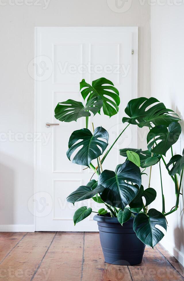 Plant of Monstera in a room photo