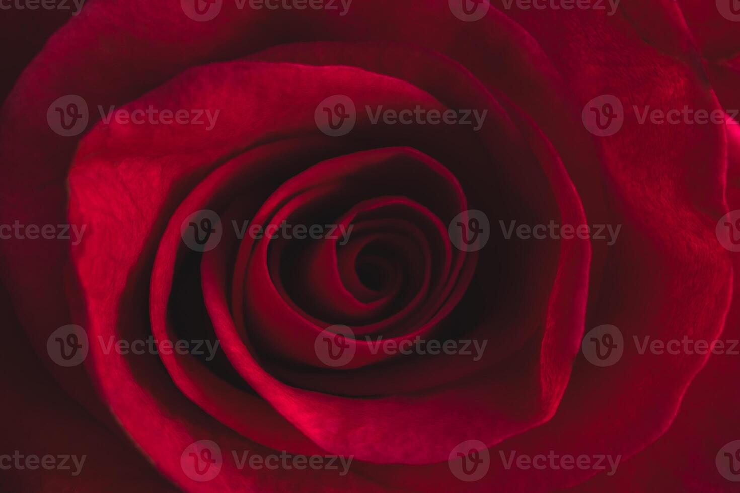 Dark red rose close-up photo
