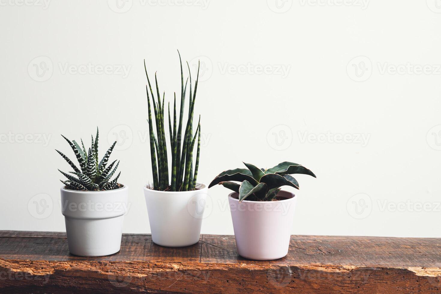 Home plants - sansevieria and haworthia photo