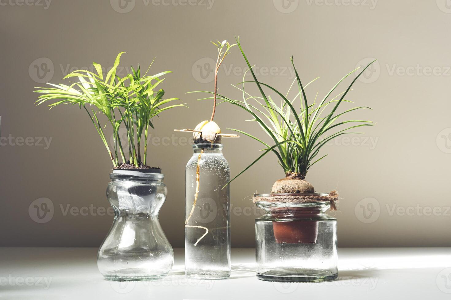 mini plantas en vaso frascos foto