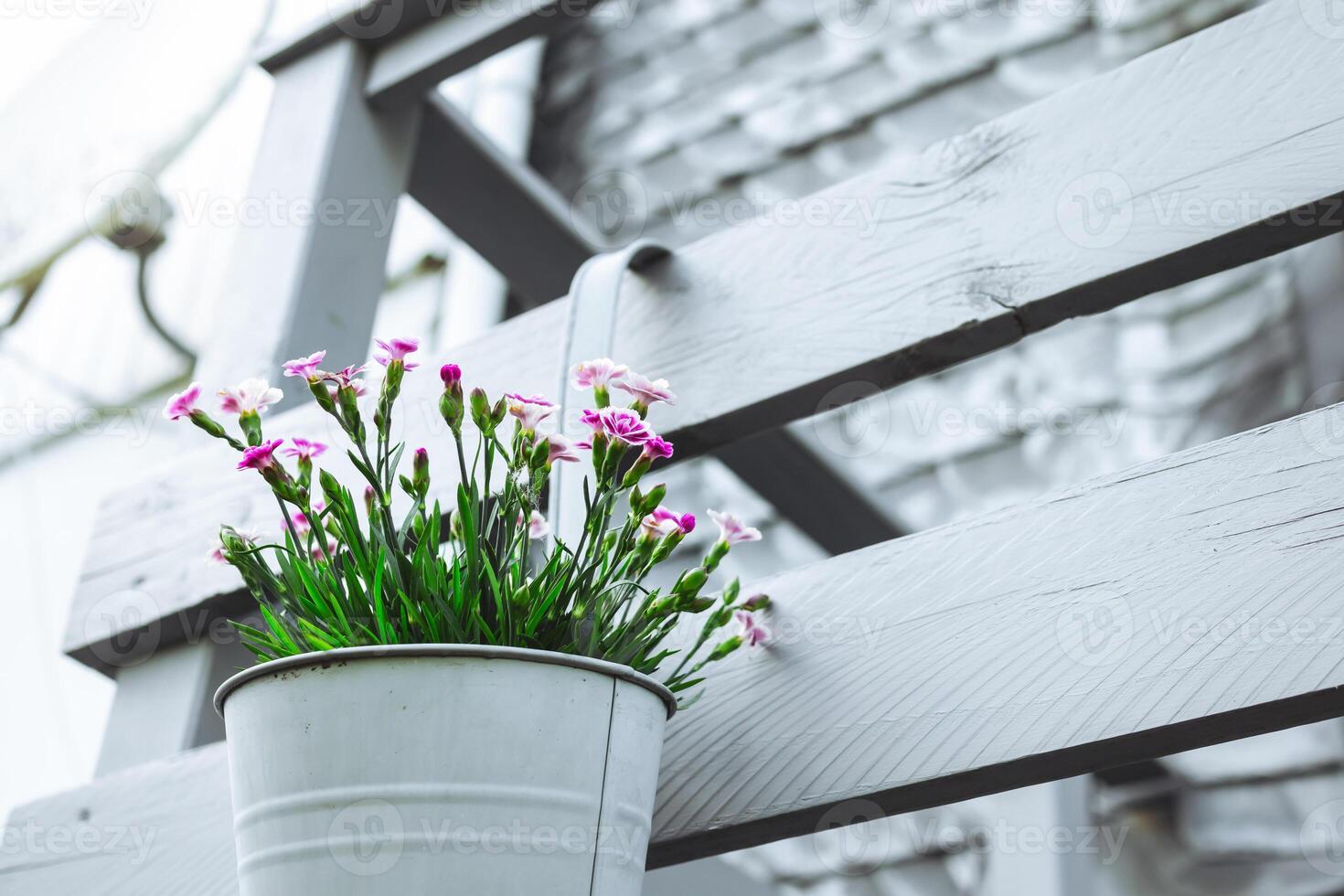 Garden carnations on the balcony photo