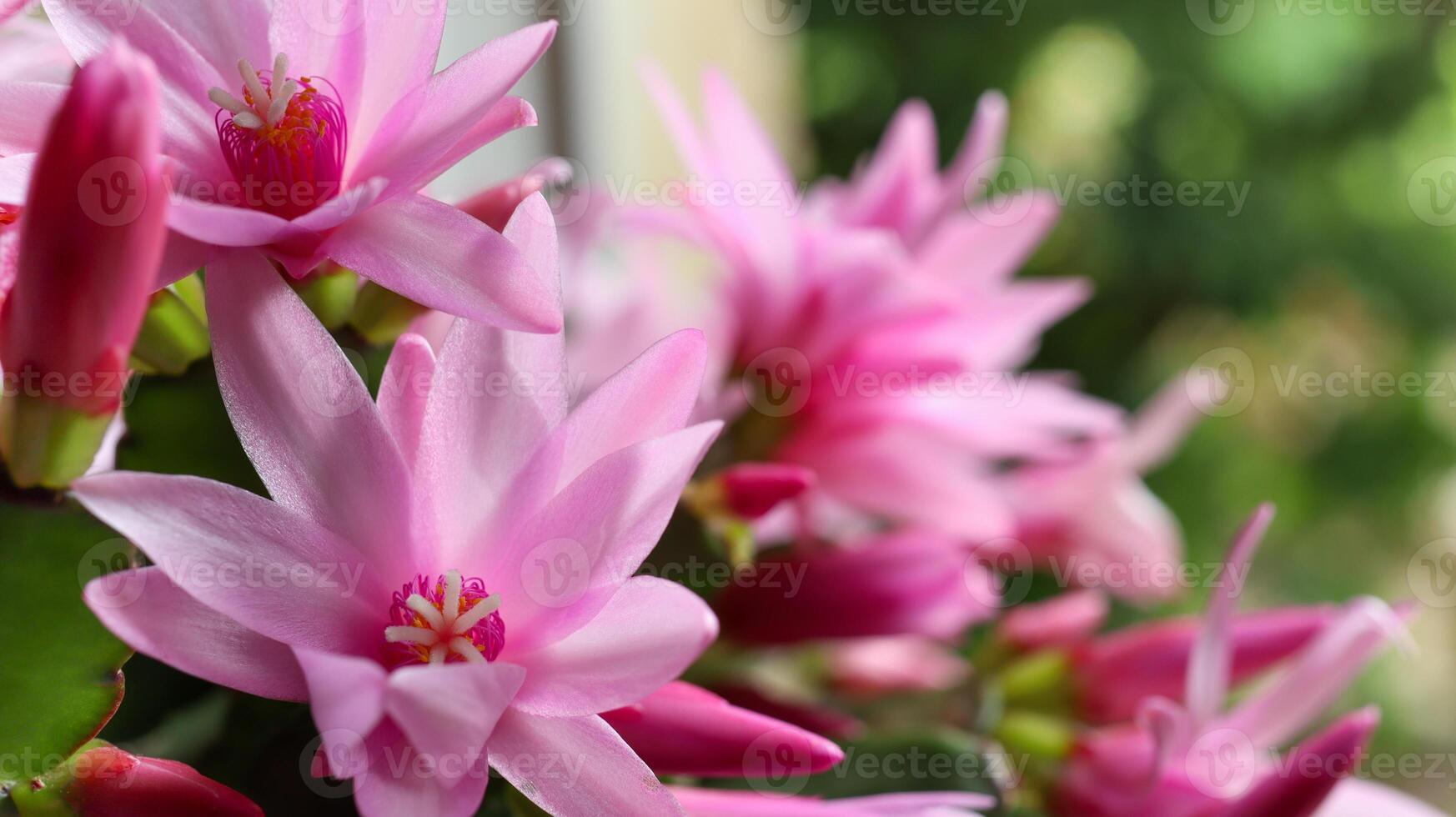 Blooming zygocactus Schlumbergera photo