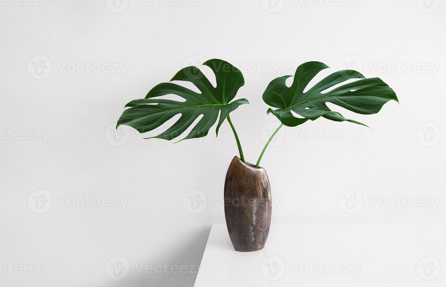 Swiss Cheese Plant leaves in a brown vase photo