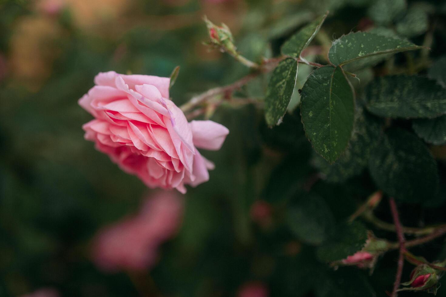 a pink rose is blooming in the garden photo