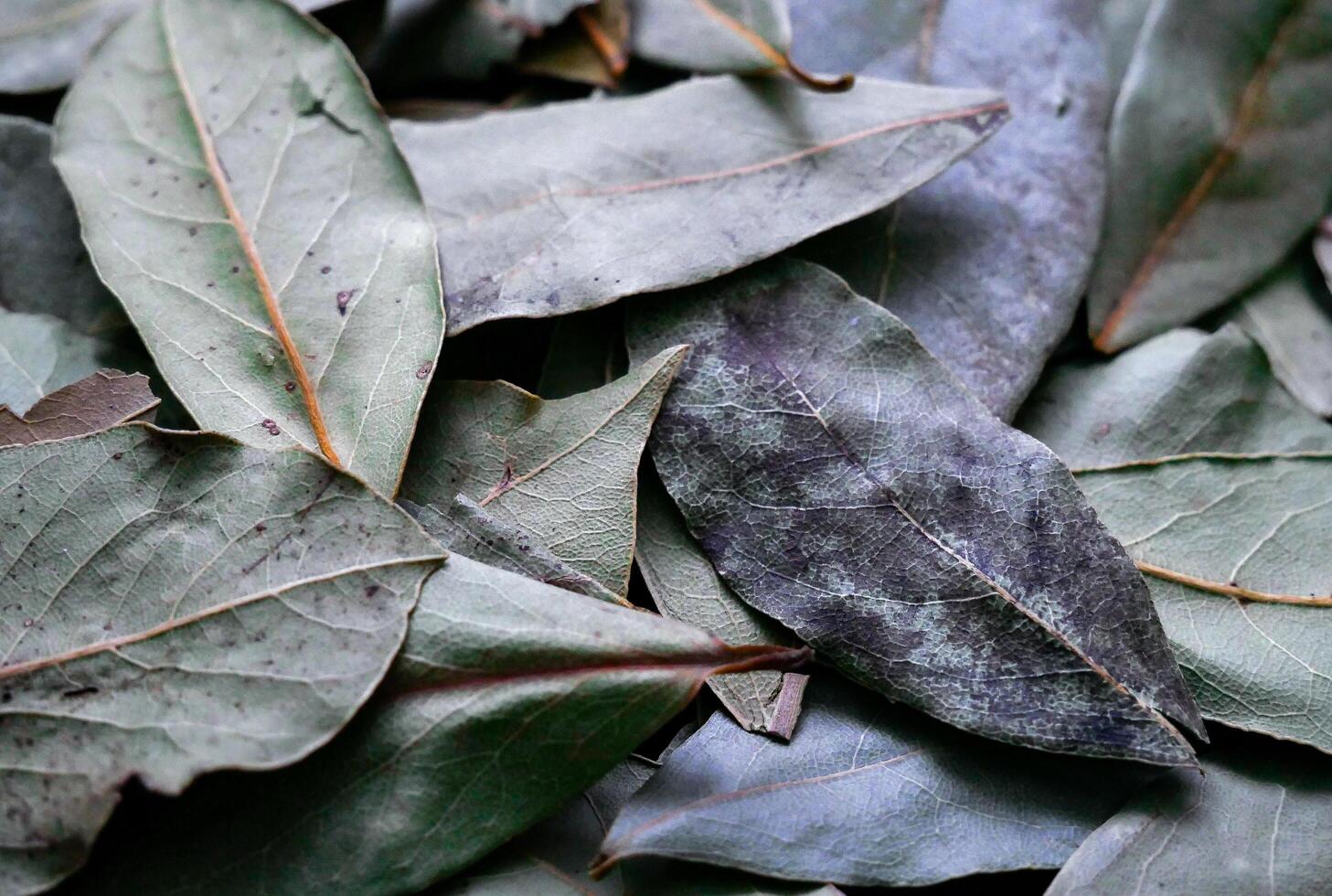 a pile of leaves with brown and green leaves photo