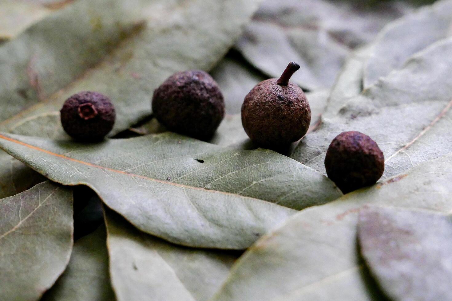 a group of small brown nuts on a leaf photo