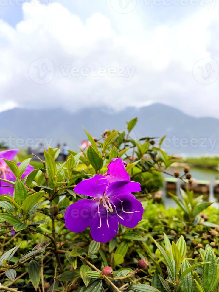 púrpura melastoma pleroma semidecandro o princesa flor, gloria arbusto o lasiandra son floreciente en verano foto