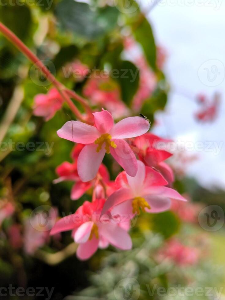 Flamboyant or Begonia flowers are blooming in the garden photo