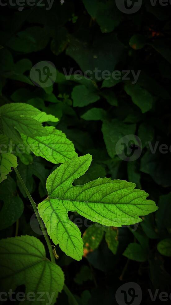 Beautiful shape of leaves for background photo