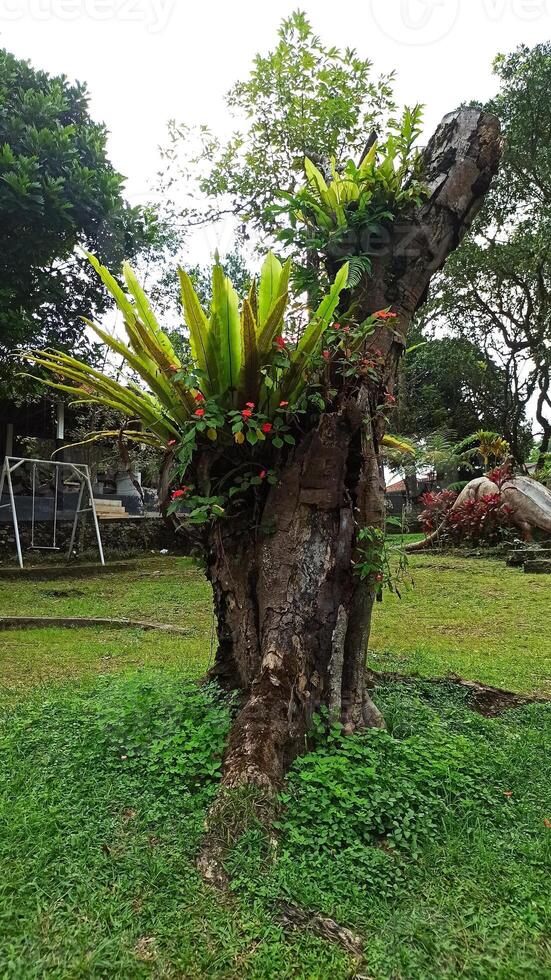 A Bird Nest Fern live on tree in garden, Aspleniaceae, A. nidus, Asplenium photo