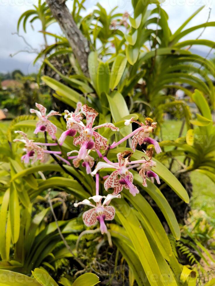 Vanda tricolor orchid blooms in garden photo