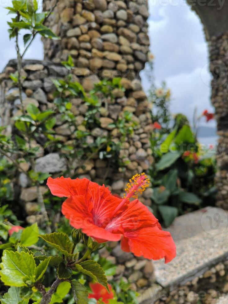 Red hibiscus flower - Hibiscus rosa-sinensis L - blooms on the garden, it's called kembang sepatu in Indonesia photo