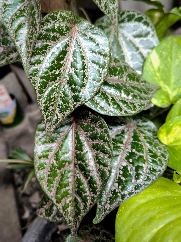 Piper ornatum leaf, Celebes pepper grow leave, Sirih Merah, Red Betel on tree in garden is seen spreading on a tree trunk and this includes herbal medicinal plants, traditionally medicine useful photo