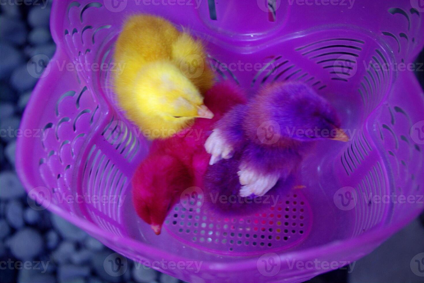 Three colorful chicks in a basket photo