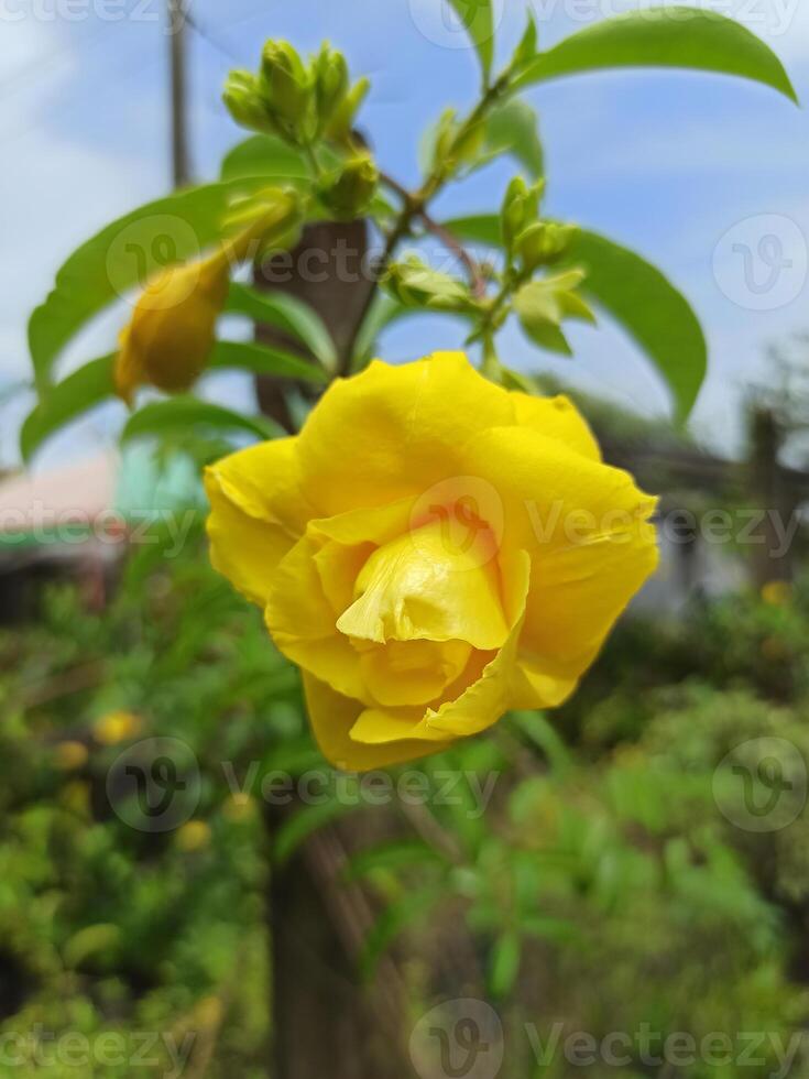 Beautiful yellow Allamanda flower in botanical garden photo