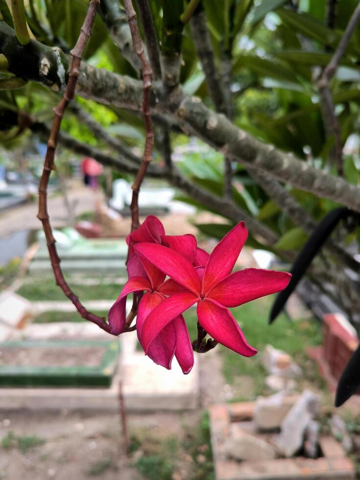 Plumeria rubra or red frangipani is a plant that originates from Mexico and is widely planted in Indonesia as a decoration plant photo